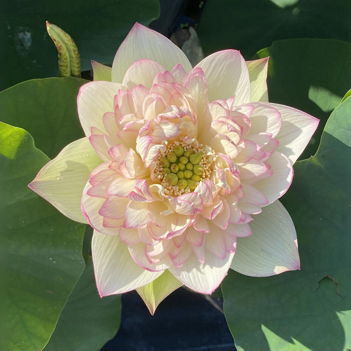 5+ Rare Seeds - Xin Jin Xia Lotus Seeds, Water Plant Seeds