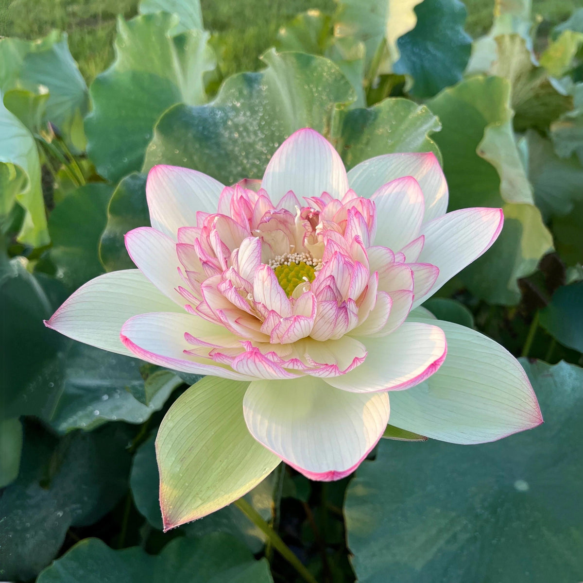 5+ Rare Seeds - Xin Jin Xia Lotus Seeds, Water Plant Seeds