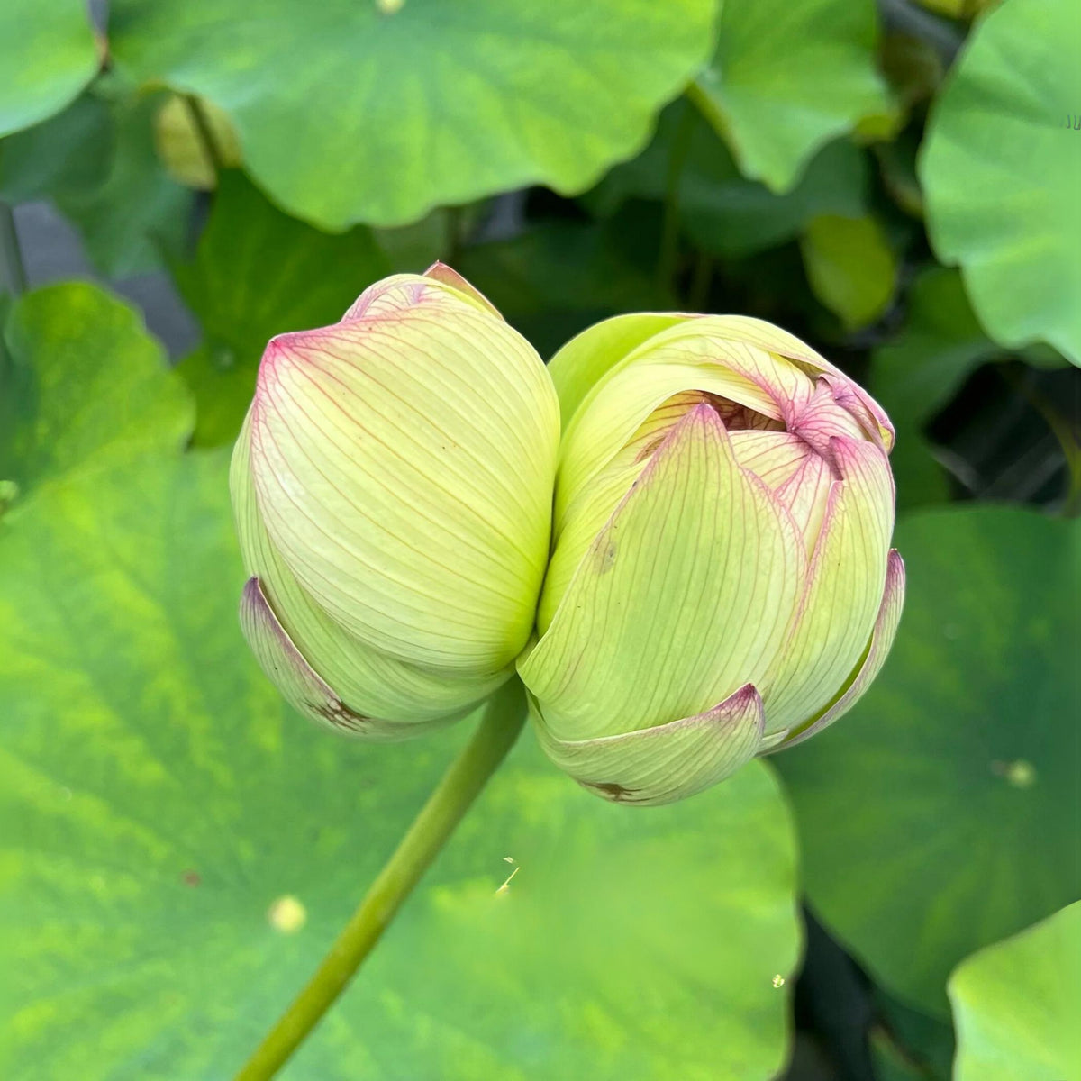 5+ Rare Seeds - Xin Jin Xia Lotus Seeds, Water Plant Seeds
