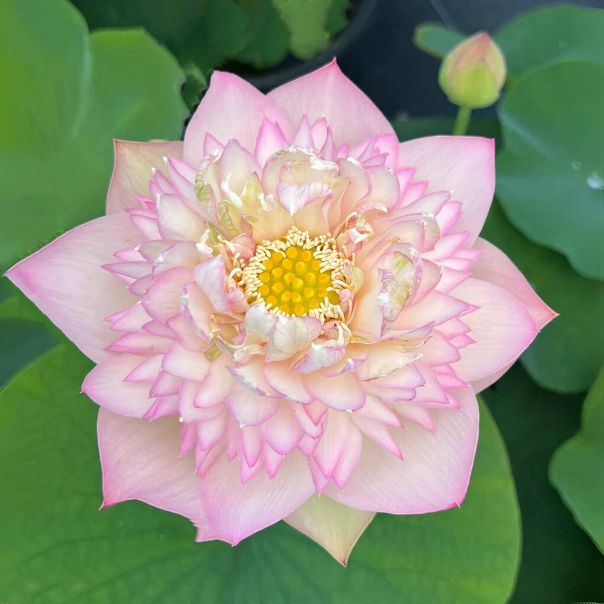 5+ Rare Seeds - Xin Jin Xia Lotus Seeds, Water Plant Seeds