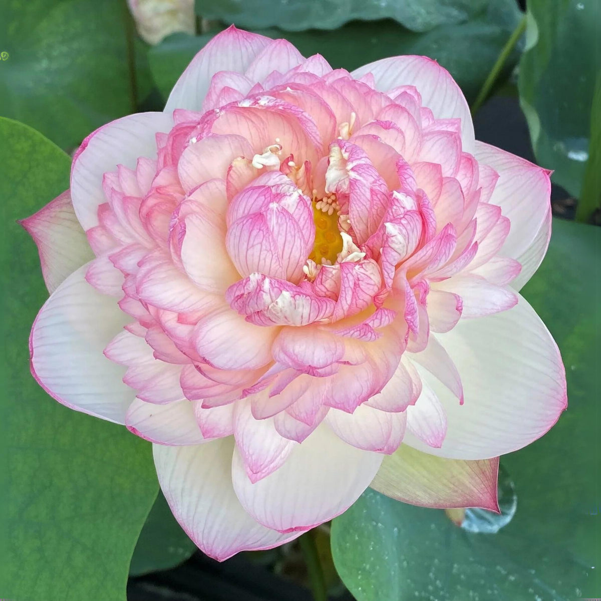 5+ Rare Seeds - Xin Jin Xia Lotus Seeds, Water Plant Seeds