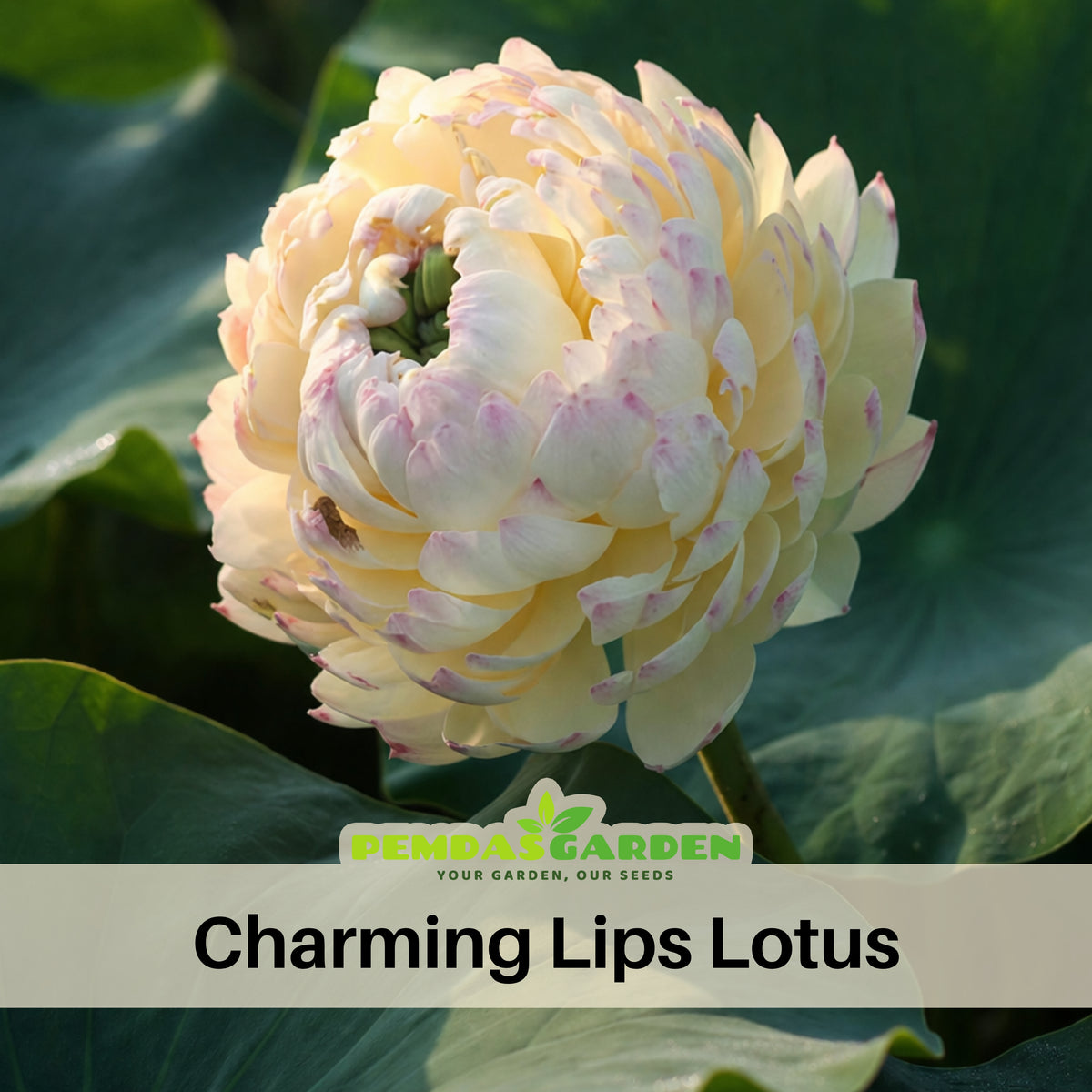 5+ Rare Seeds - Charming Lips Lotus Seeds, Edible Seeds & Roots