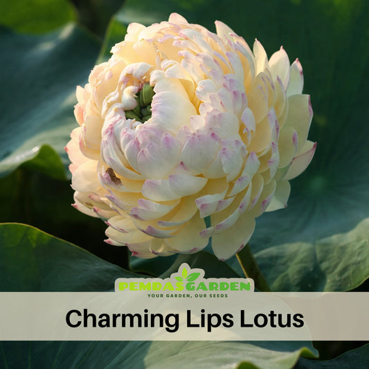 5+ Rare Seeds - Charming Lips Lotus Seeds, Edible Seeds & Roots