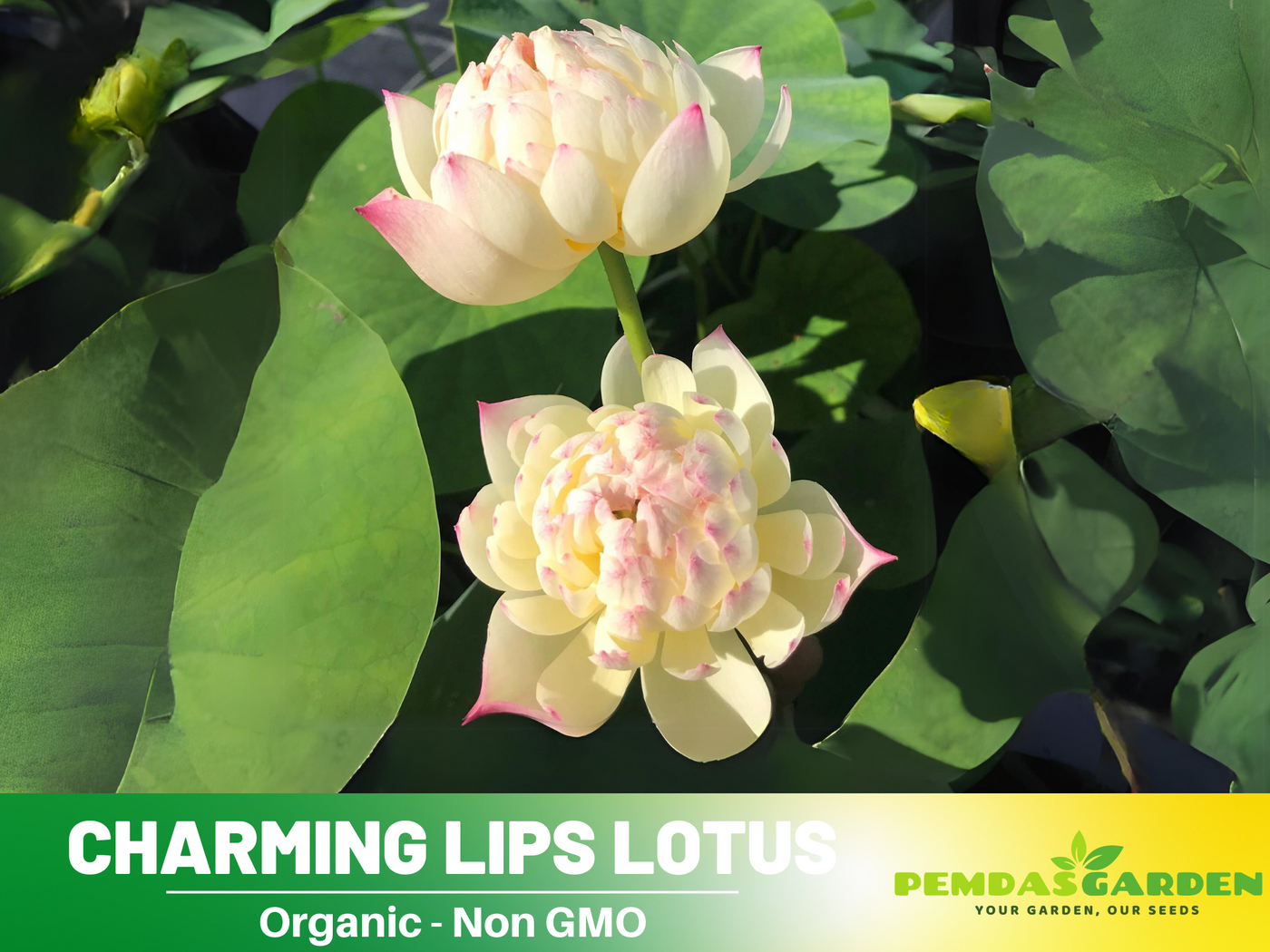 lotus seed flower 5+ Rare Seeds| Charming Lips Lotus Seeds