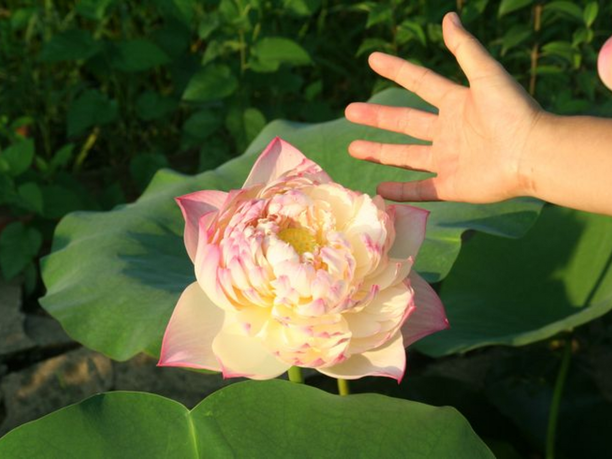 lotus flower seeds for sale 5+ Rare Seeds| Charming Lips Lotus Seeds