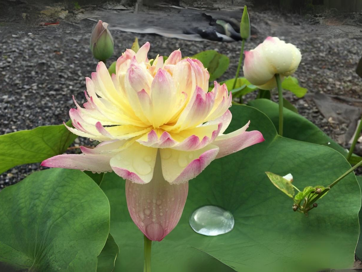 5+ Rare Seeds| Charming Lips Lotus Seeds - Indian Lotus (Nelumbo nucifera) Seeds #Q051