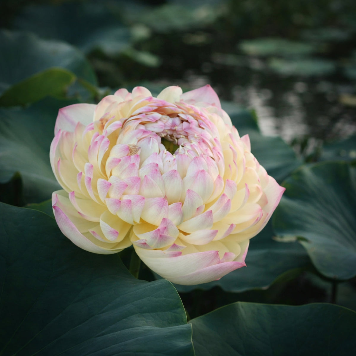 5+ Rare Seeds - Charming Lips Lotus Seeds, Edible Seeds & Roots
