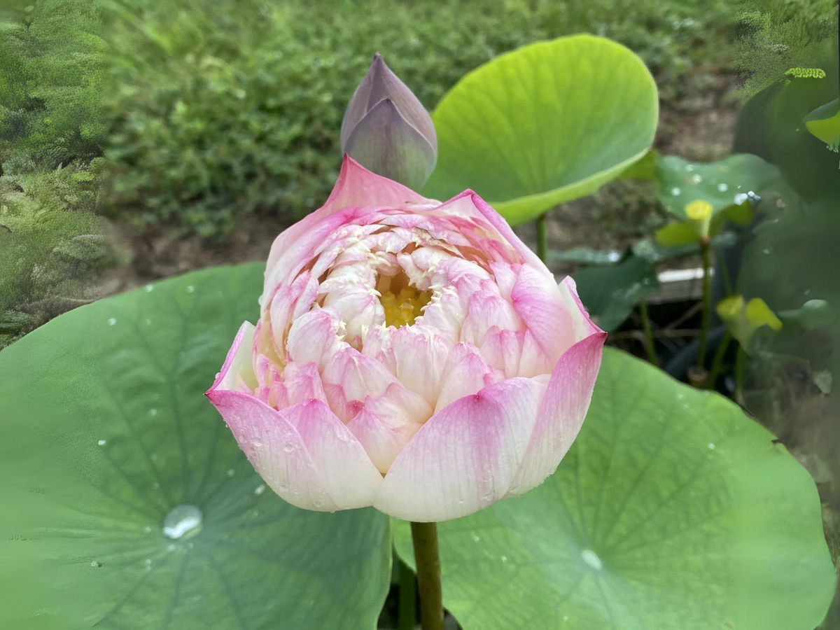 5+ Rare Seeds| Charming Lips Lotus Seeds - Indian Lotus (Nelumbo nucifera) Seeds #Q051