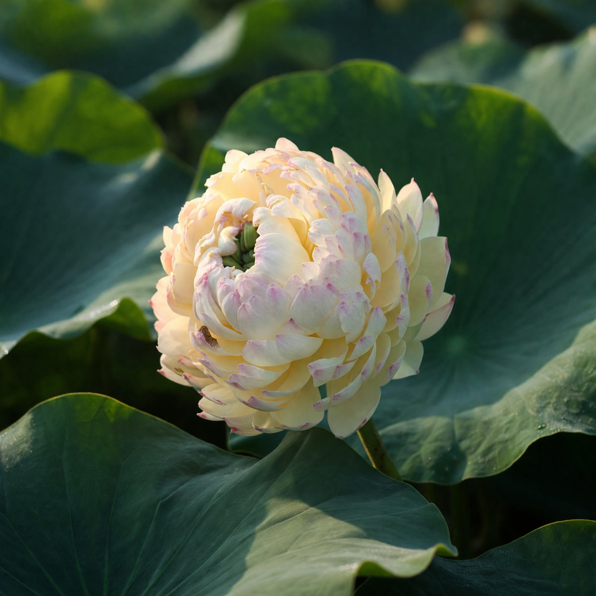 5+ Rare Seeds - Charming Lips Lotus Seeds, Edible Seeds & Roots