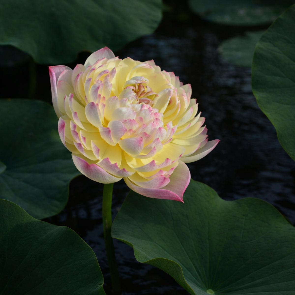 5+ Rare Seeds - Charming Lips Lotus Seeds, Edible Seeds & Roots