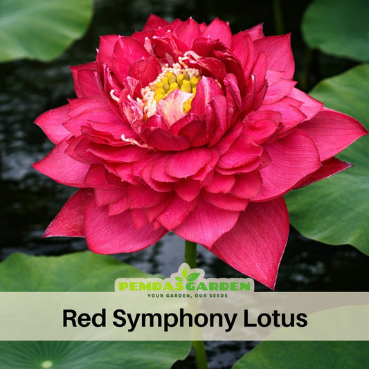 5+ Rare Seeds - Red Symphony Lotus Seeds, Water Plant Seeds