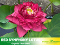 5+ Rare Seeds| Red Symphony Lotus Seeds - Indian Lotus (Nelumbo nucifera) Seeds- Water Plant Seeds- Bean of India- Egyptian Lotus - Aquatic perennial- Fragrant flowers - Ornamental Pond & Container Plant #Q052