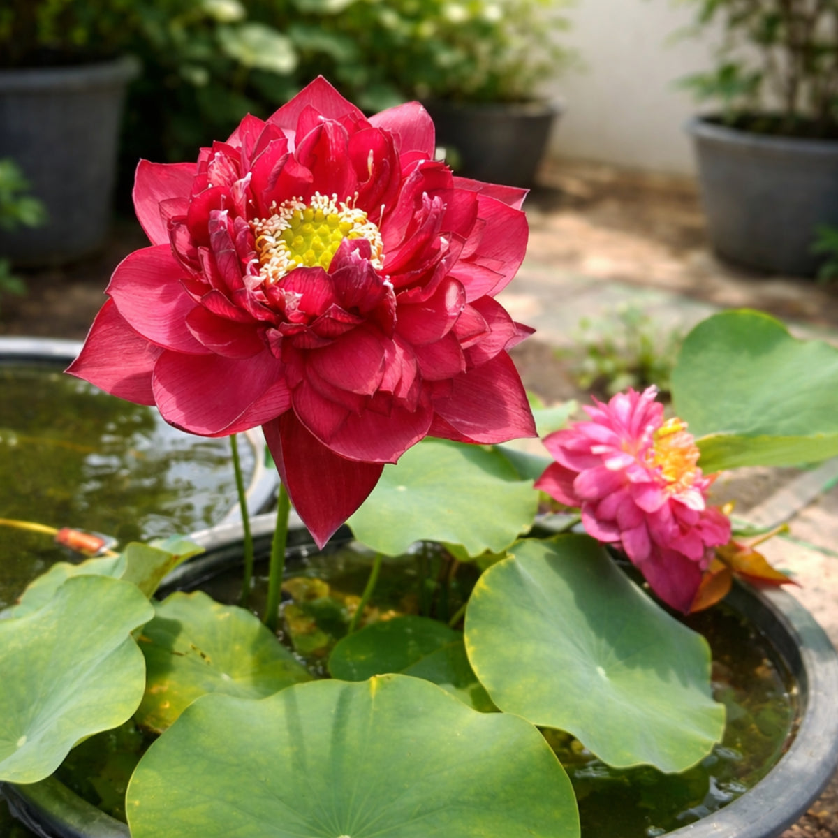 5+ Rare Seeds - Red Symphony Lotus Seeds, Water Plant Seeds