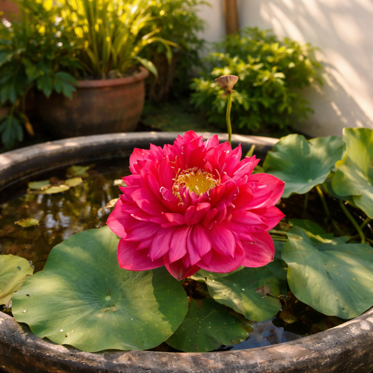5+ Rare Seeds - Red Symphony Lotus Seeds, Water Plant Seeds