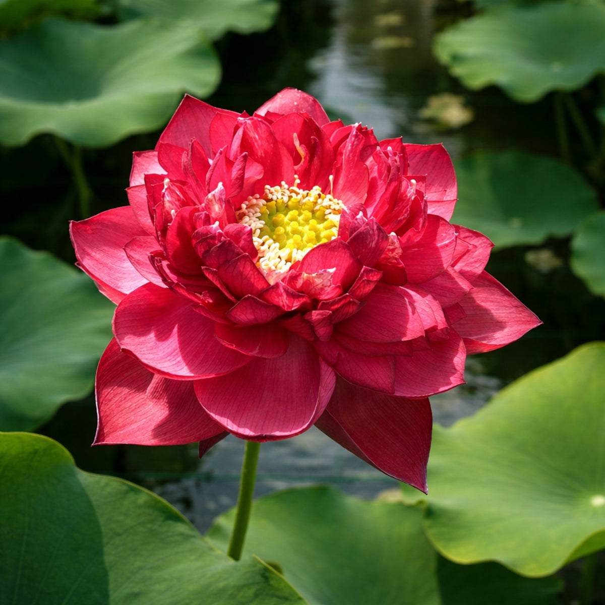 5+ Rare Seeds - Red Symphony Lotus Seeds, Water Plant Seeds