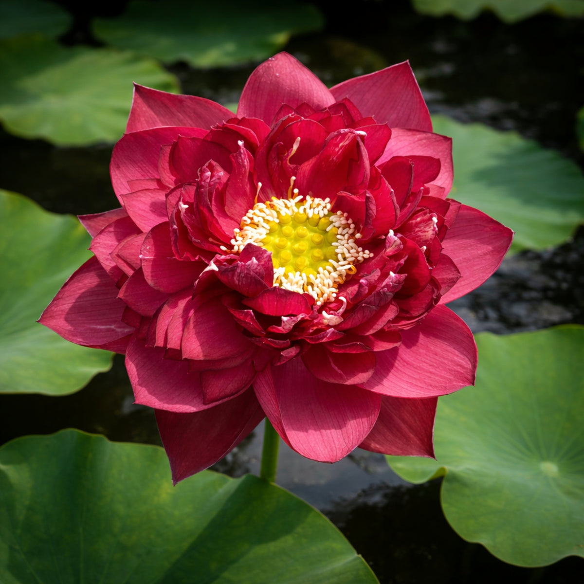 5+ Rare Seeds - Red Symphony Lotus Seeds, Water Plant Seeds