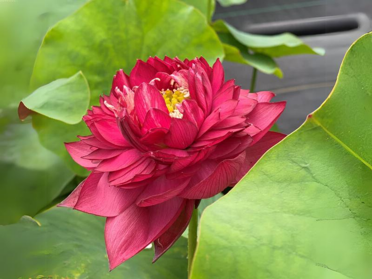 5+ Rare Seeds| Red Symphony Lotus Seeds - Indian Lotus (Nelumbo nucifera) Seeds #Q052