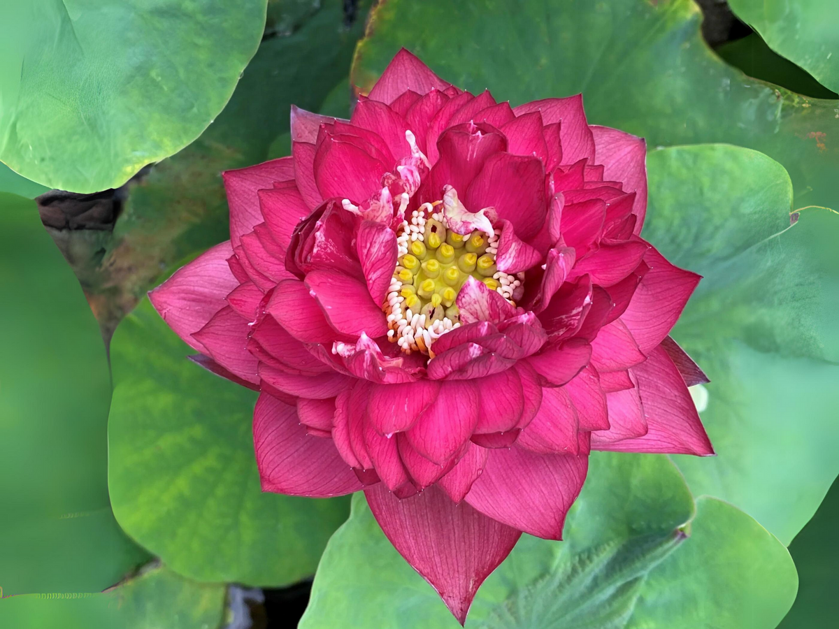 5+ Rare Seeds| Red Symphony Lotus Seeds - Indian Lotus (Nelumbo nucifera) Seeds #Q052