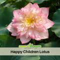 5+ Rare Seeds| Happy Children Lotus Seeds – Sacred Indian Lotus (Nelumbo nucifera), Aquatic Perennial Water Plant, Fragrant Blooms, Edible Roots & Seeds, Egyptian Lotus, Ornamental Pond & Container Gardening #Q053