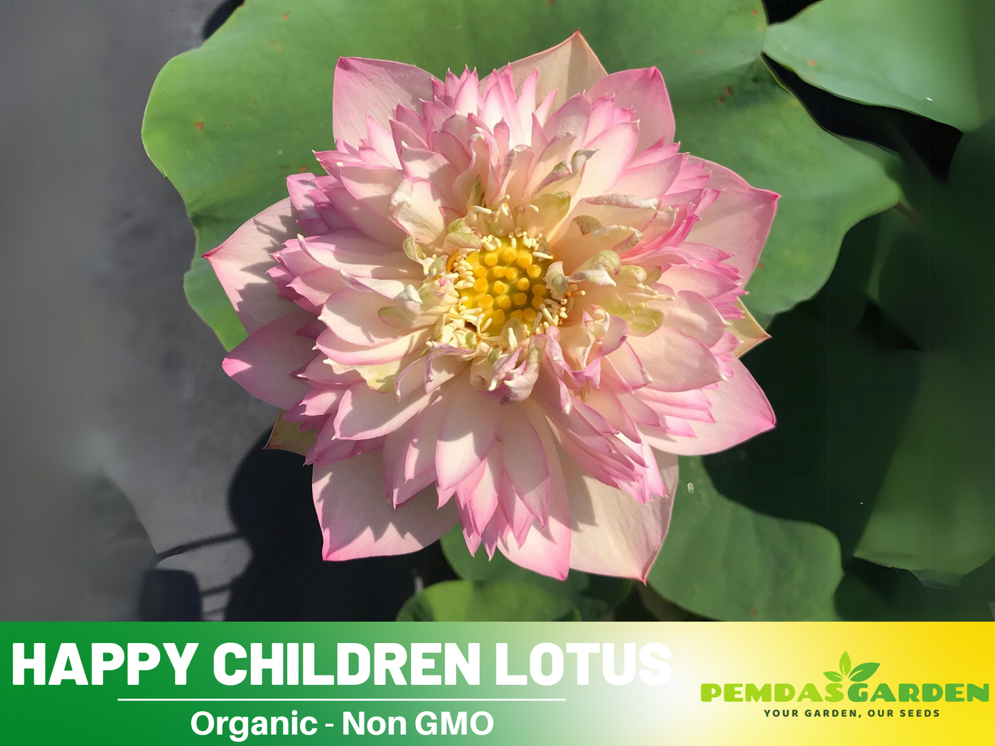 where to buy lotus seeds for planting 5+ Rare Seeds| Happy Children Lotus Seeds – Sacred Indian Lotus (Nelum – PEMDASGARDEN