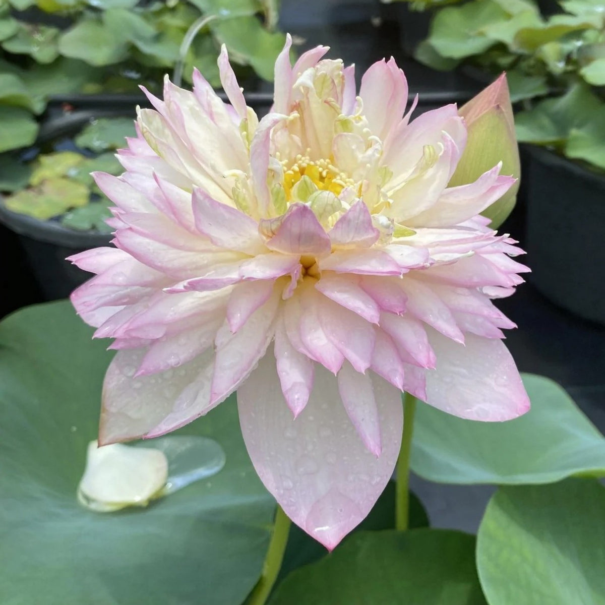 5+ Rare Seeds - Happy Children Lotus Seeds