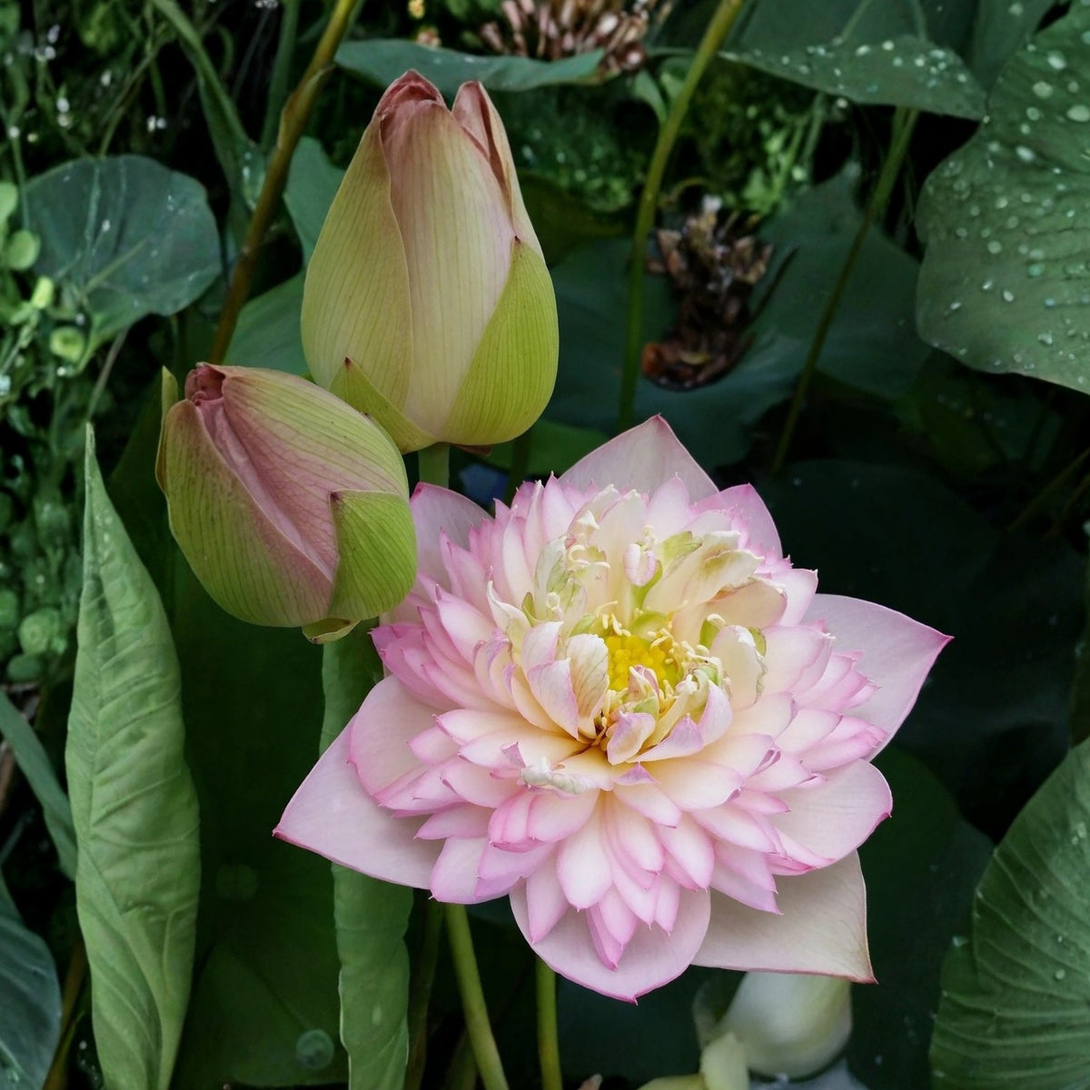 5+ Rare Seeds - Happy Children Lotus Seeds