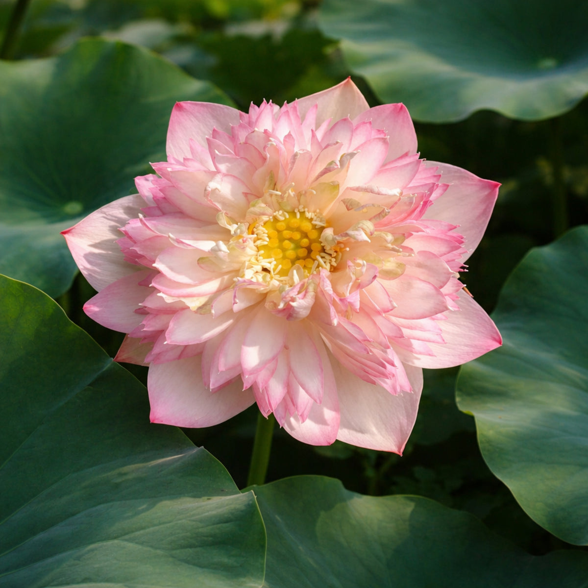 5+ Rare Seeds - Happy Children Lotus Seeds