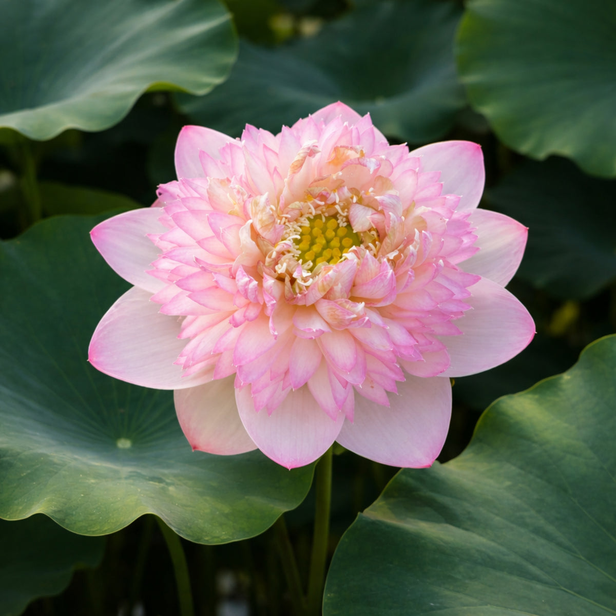 5+ Rare Seeds - Happy Children Lotus Seeds
