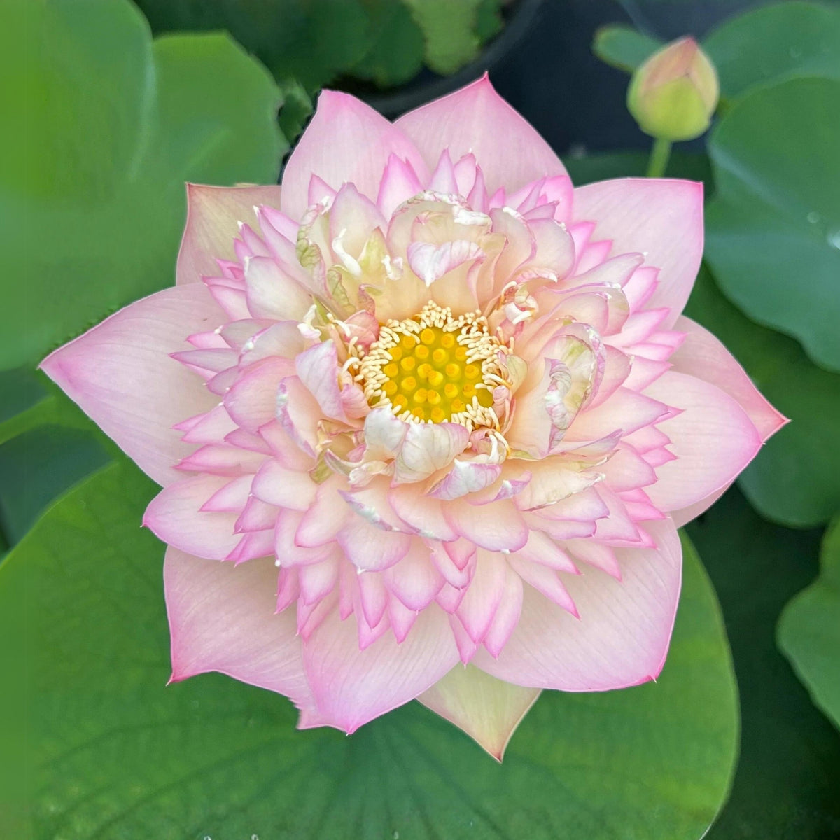 5+ Rare Seeds - Happy Children Lotus Seeds