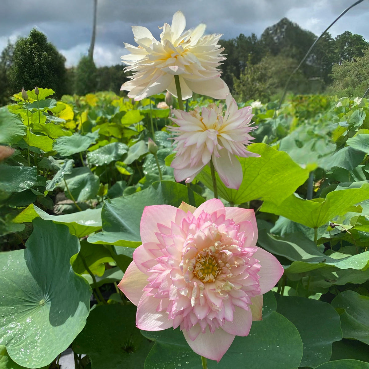 5+ Rare Seeds - Happy Children Lotus Seeds