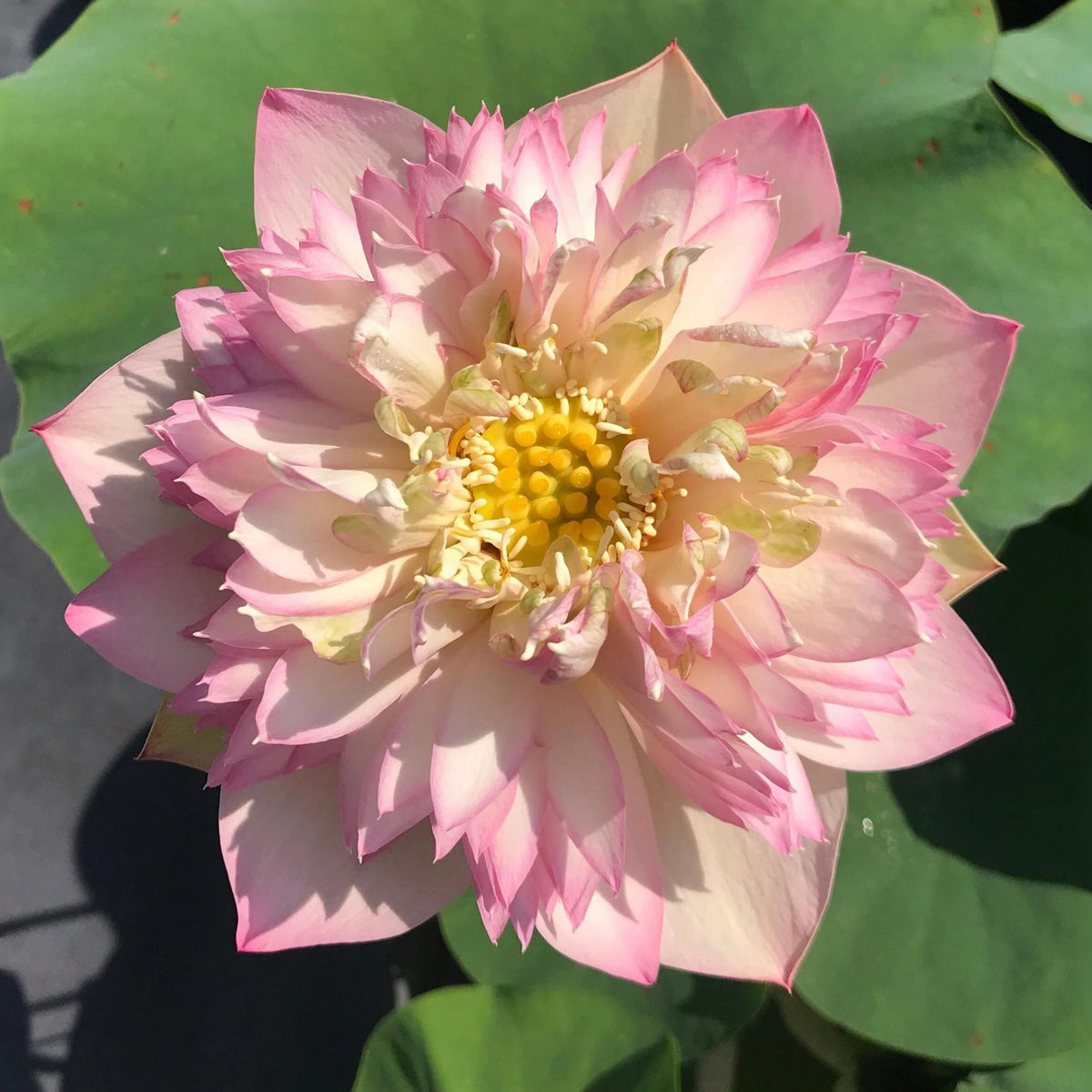 5+ Rare Seeds - Happy Children Lotus Seeds