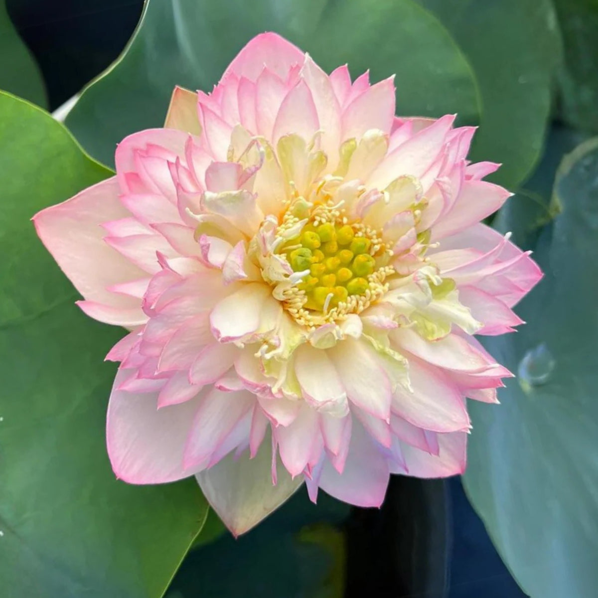 5+ Rare Seeds - Happy Children Lotus Seeds