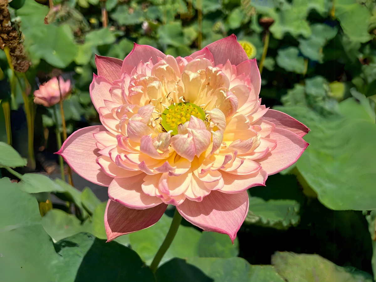 5+ Rare Seeds - Edible Seeds & Roots, Egyptian Lotus