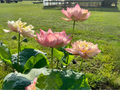 5+ Rare Seeds| Jin Se Lotus (also known as Color Of Brocade) Seeds - Indian Lotus (Nelumbo nucifera) Seeds - Aquatic Perennial Water Plant with Fragrant Flowers, Edible Seeds & Roots, Egyptian Lotus, Bean of India, Ornamental Pond & Container Plant#Q054