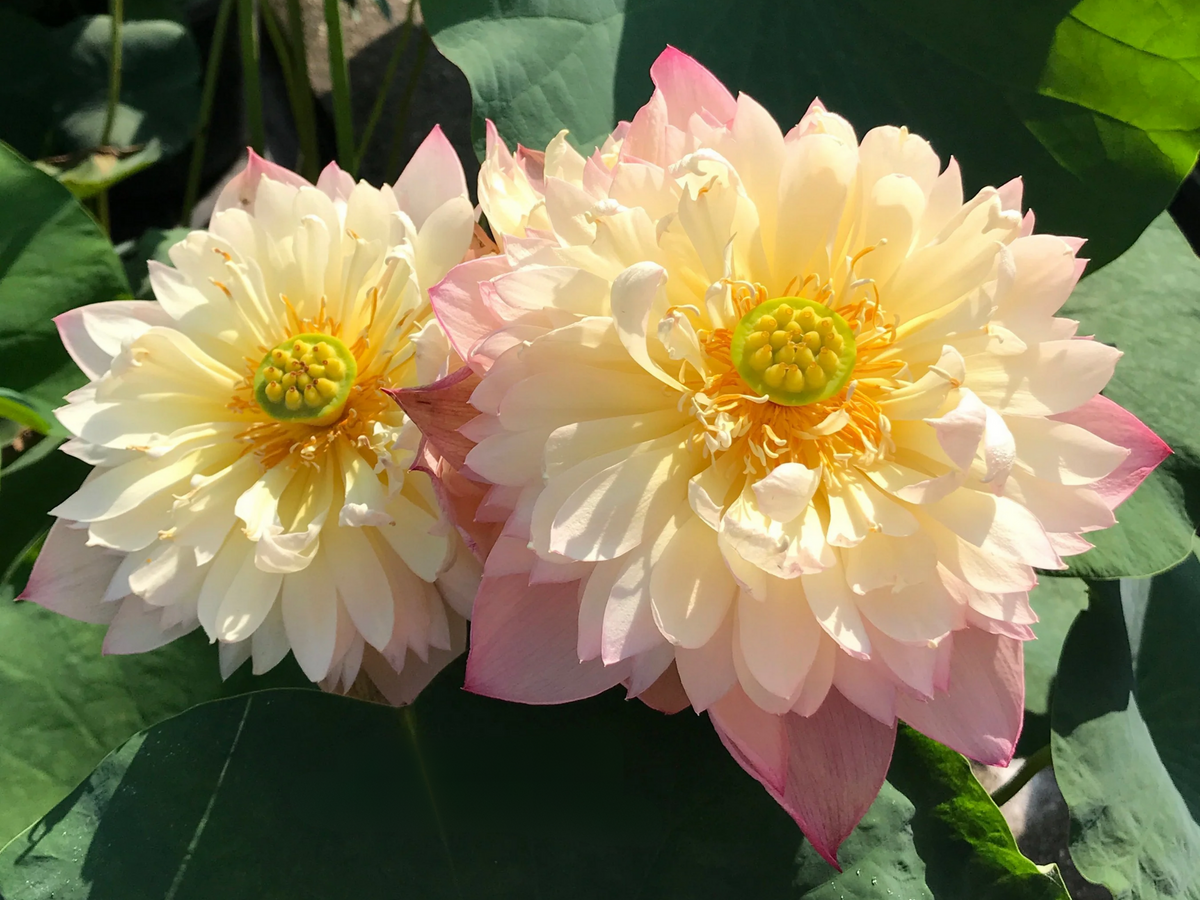 5+ Rare Seeds - Edible Seeds & Roots, Egyptian Lotus