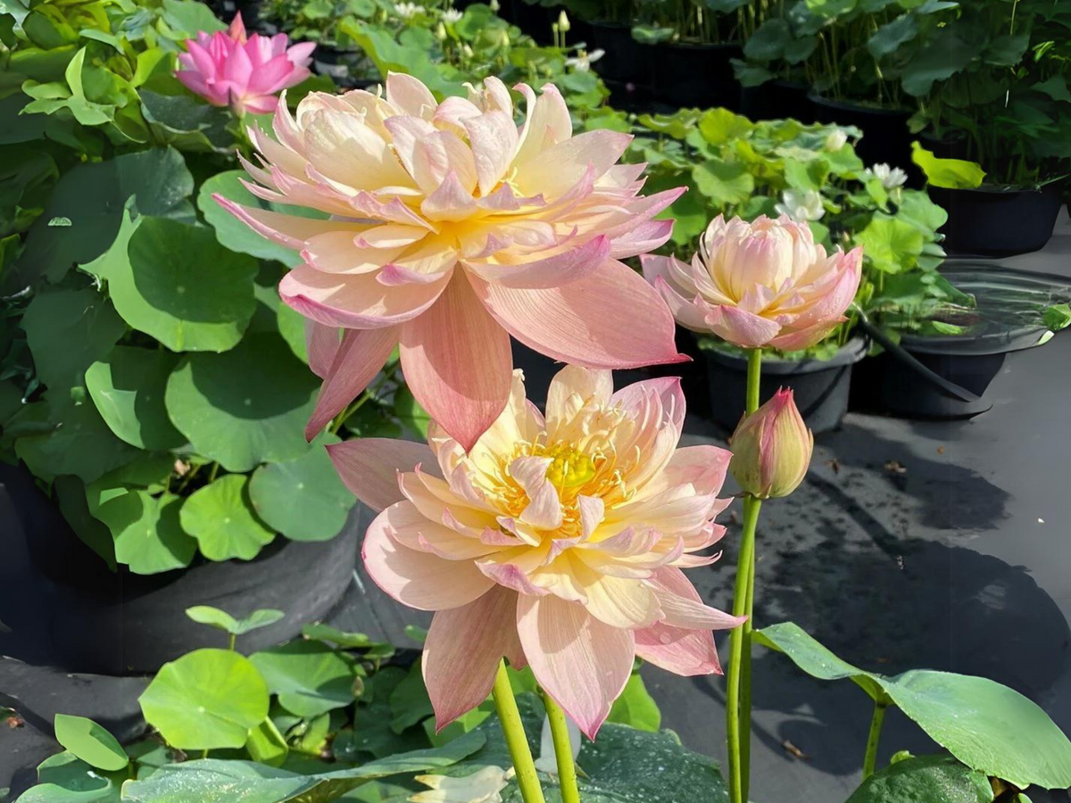5+ Rare Seeds| Jin Se Lotus (also known as Color Of Brocade) Seeds - Indian Lotus (Nelumbo nucifera) Seeds #Q054