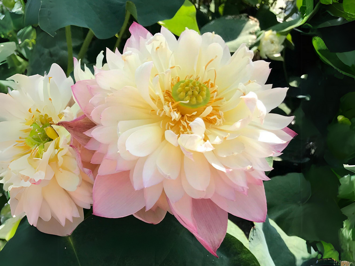 5+ Rare Seeds - Edible Seeds & Roots, Egyptian Lotus