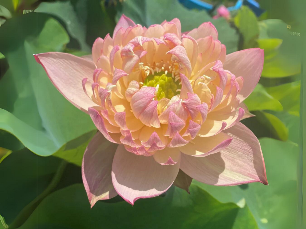5+ Rare Seeds - Edible Seeds & Roots, Egyptian Lotus