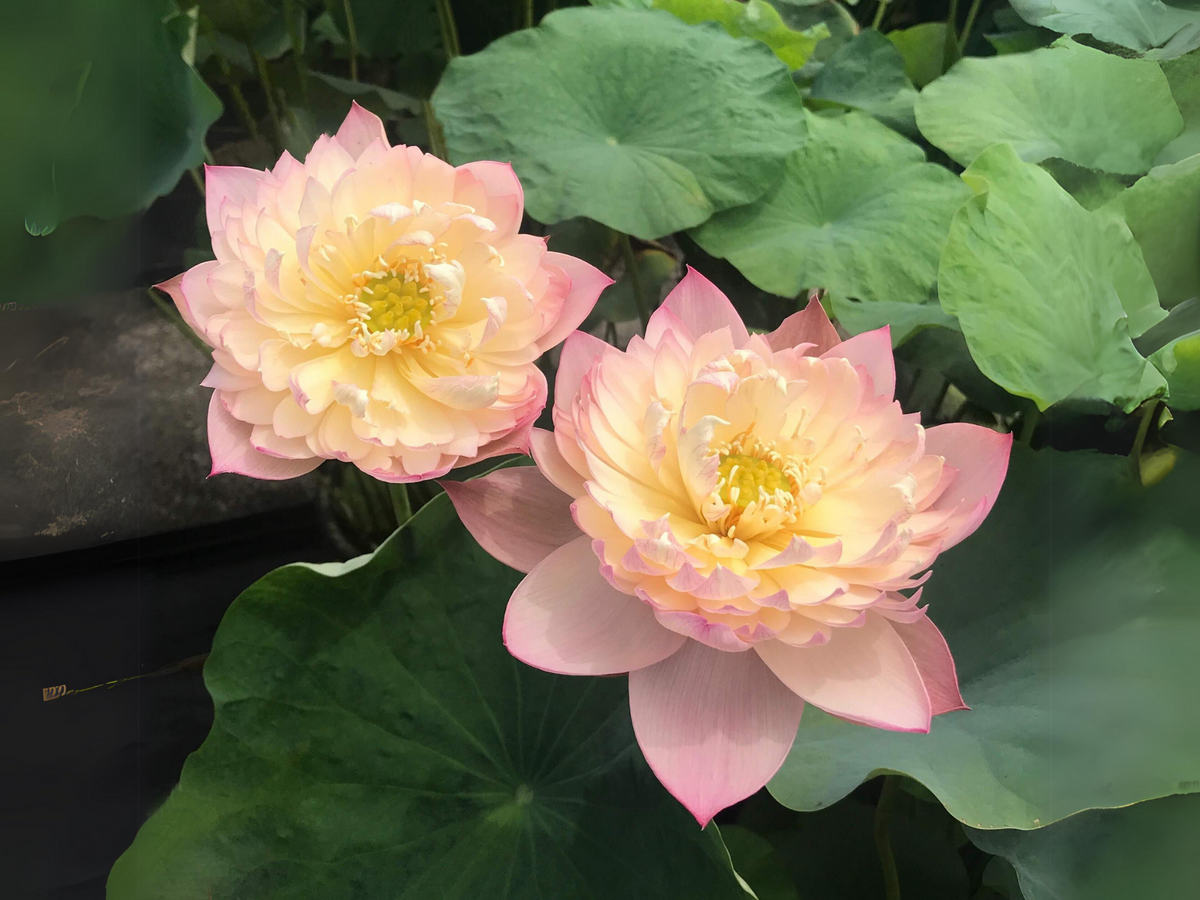 5+ Rare Seeds - Edible Seeds & Roots, Egyptian Lotus