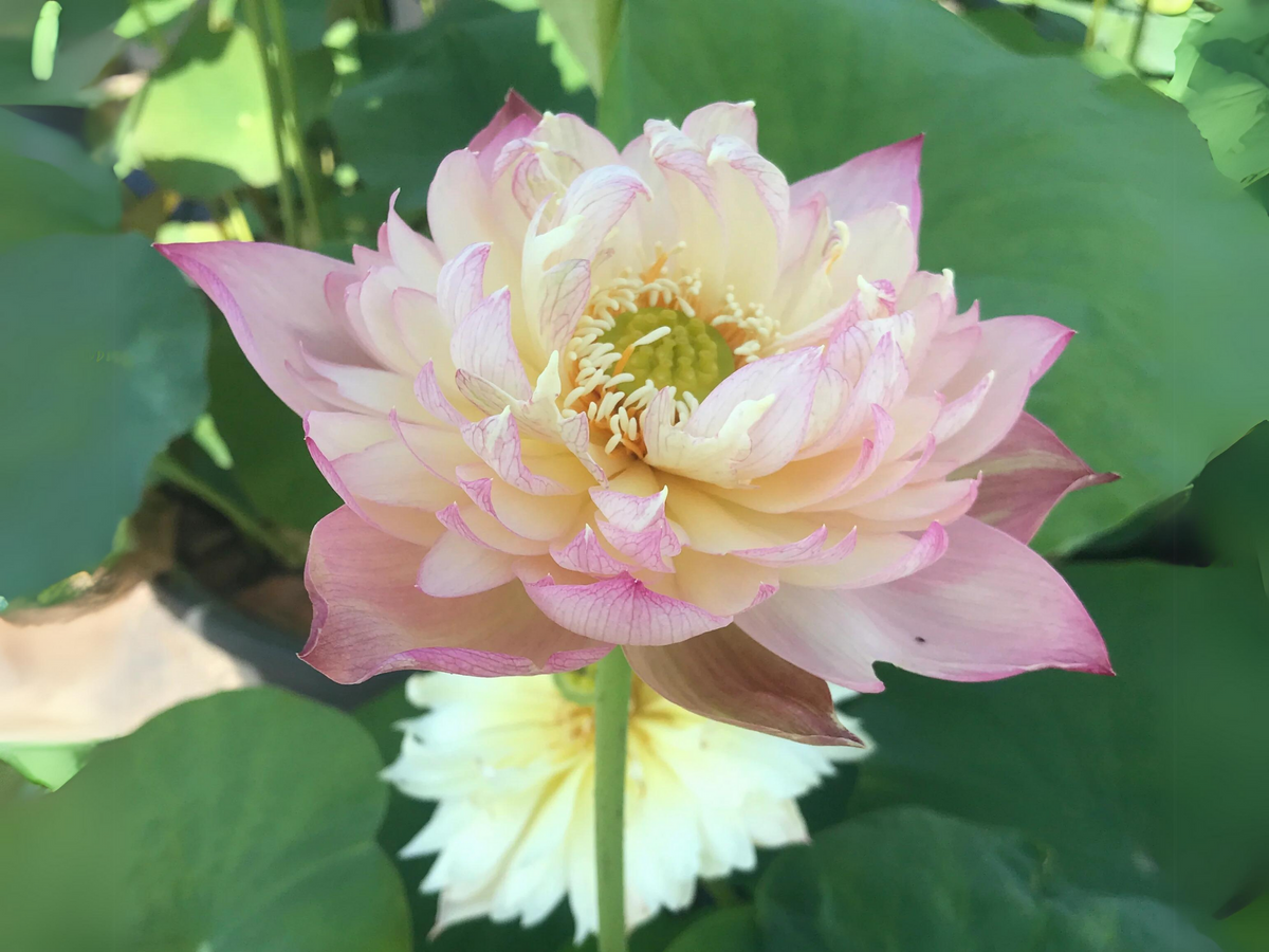 5+ Rare Seeds| Jin Se Lotus (also known as Color Of Brocade) Seeds - Indian Lotus (Nelumbo nucifera) Seeds #Q054