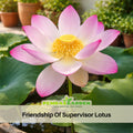 5+ Rare Seeds| Friendship Of Supervisor and Student LotusSeeds - Indian Lotus (Nelumbo nucifera) Seeds– Indian Lotus (Nelumbo nucifera), Sacred Aquatic Perennial with Fragrant Flowers, Edible Seeds & Roots, Ornamental Pond & Container Plant #Q055