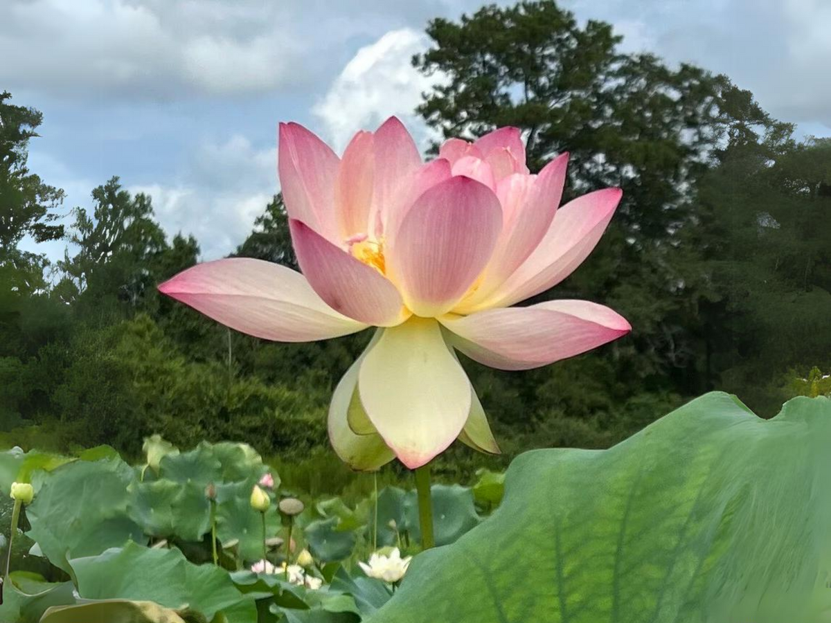 5+ Rare Seeds| Friendship Of Supervisor and Student LotusSeeds - Indian Lotus (Nelumbo nucifera) Seeds #Q055