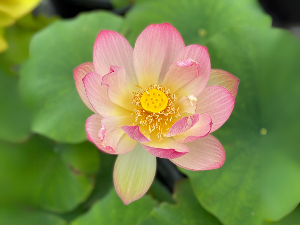 5+ Rare Seeds| Friendship Of Supervisor and Student LotusSeeds - Indian Lotus (Nelumbo nucifera) Seeds #Q055