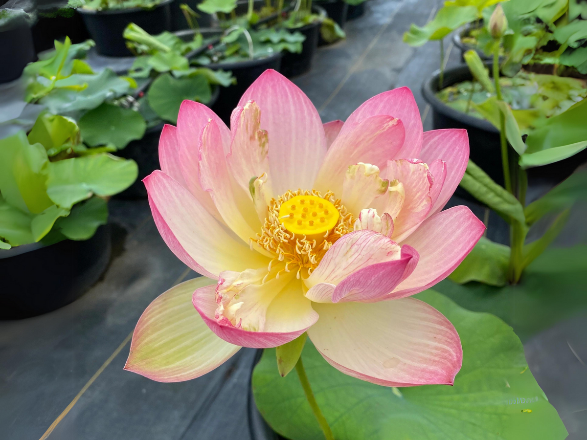 5+ Rare Seeds| Friendship Of Supervisor and Student LotusSeeds - Indian Lotus (Nelumbo nucifera) Seeds #Q055