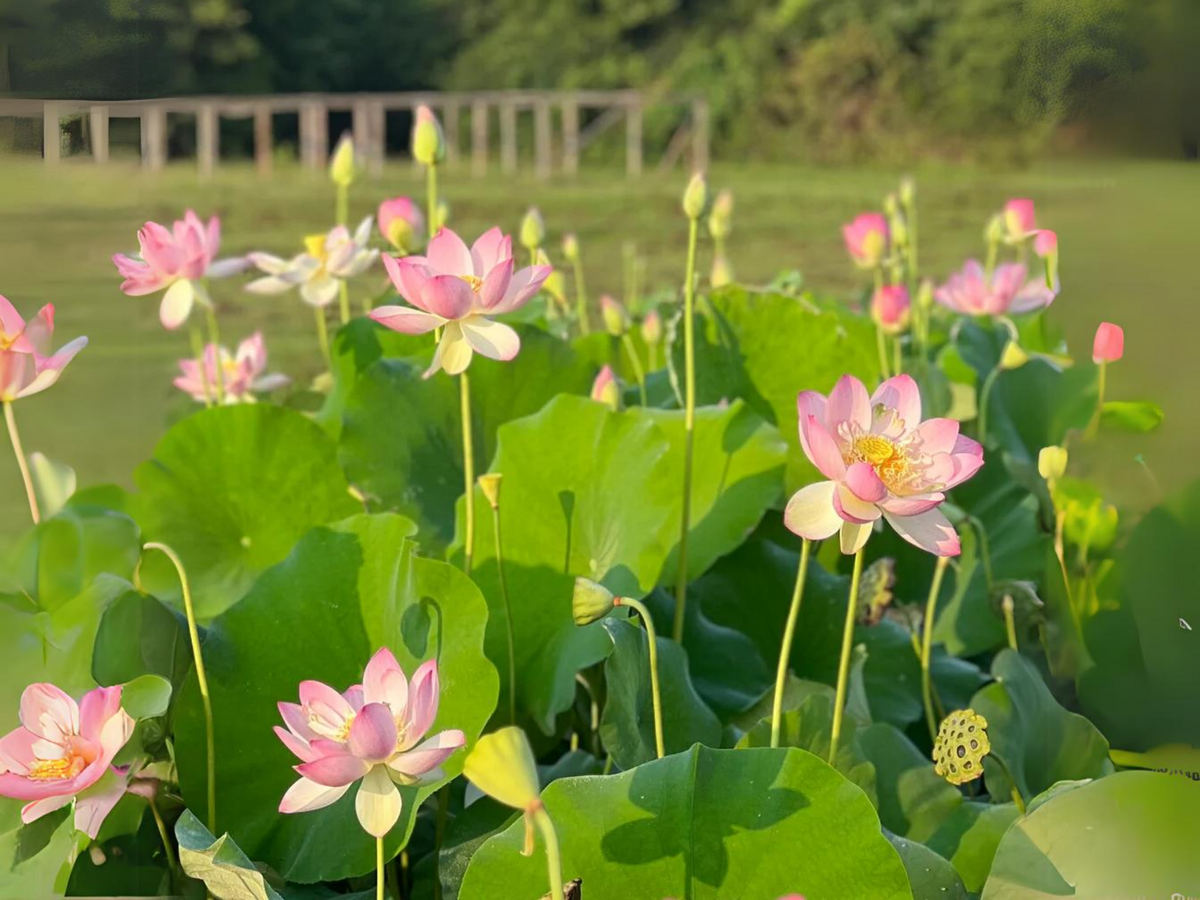 5+ Rare Seeds| Friendship Of Supervisor and Student LotusSeeds - Indian Lotus (Nelumbo nucifera) Seeds #Q055