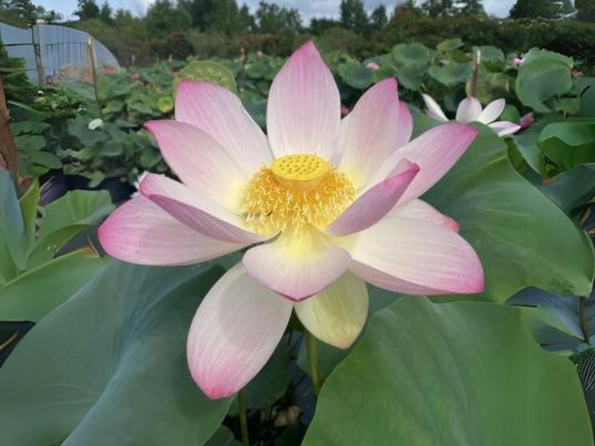 5+ Rare Seeds| Friendship Of Supervisor and Student LotusSeeds - Indian Lotus (Nelumbo nucifera) Seeds #Q055