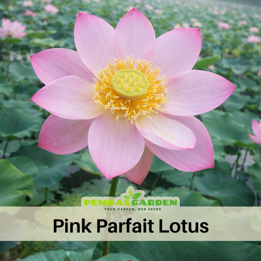 5+ Rare Seeds - Pink Parfait Lotus Seeds, Water Plant Seeds