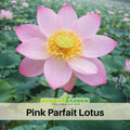5+ Rare Seeds| Pink Parfait Lotus Seeds - Indian Lotus (Nelumbo nucifera) Seeds- Water Plant Seeds- Bean of India- Egyptian Lotus - Aquatic perennial- Fragrant flowers - Ornamental Pond & Container Plant #Q056