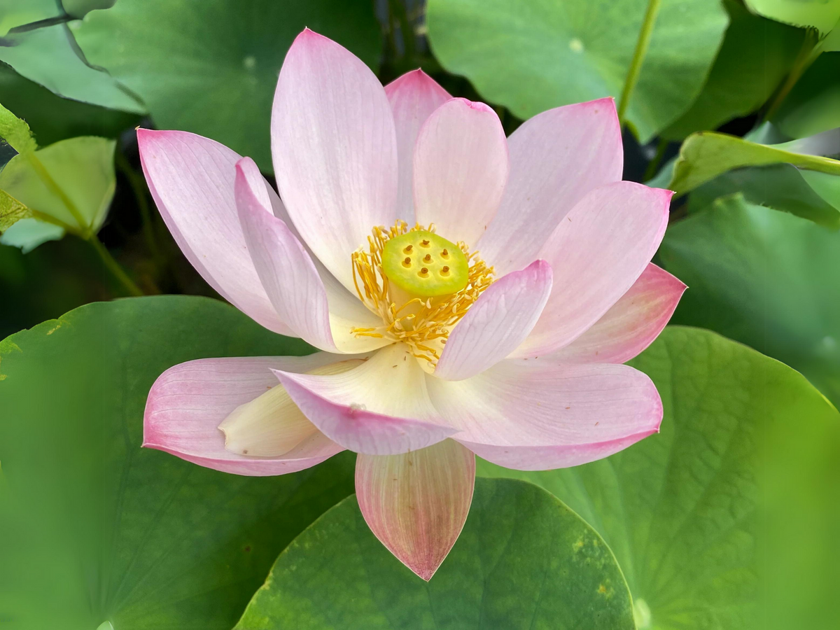 5+ Rare Seeds| Pink Parfait Lotus Seeds - Indian Lotus (Nelumbo nucifera) Seeds #Q056