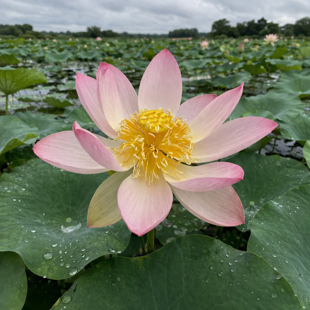 5+ Rare Seeds - Pink Parfait Lotus Seeds, Water Plant Seeds